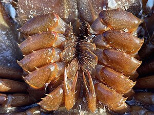 Limulus_polyphemus_397145247