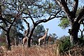 Image 11Giraffes in Waza National Park (from Tourism in Cameroon)