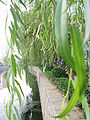 Leaves of Salix babylonica