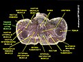 Tensor fasciae latae muscle