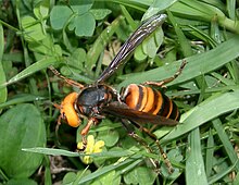 An Asian giant hornet