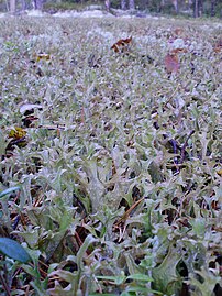 Growing in a mat, Uppland, Sweden