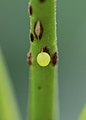 Common Mormon egg