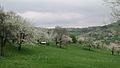 An orchard meadow.