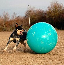 An Australian Cattle Dog dog pushing a large cyan ball