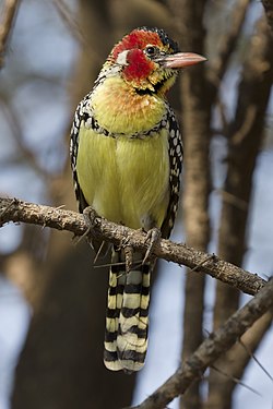 Red-and-yellow Barbet