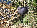 Puna ibis in its nest