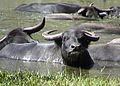 Water buffalo