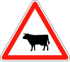 Cattle