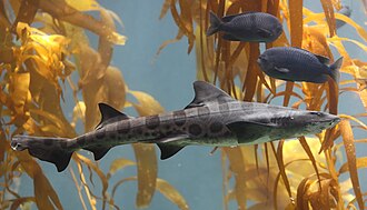 Leopard shark (Triakis semifasciata).