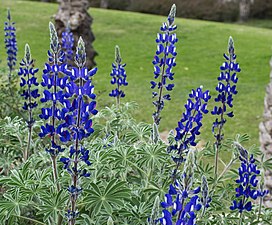 Blue Lupme flower Lupinus pilosus