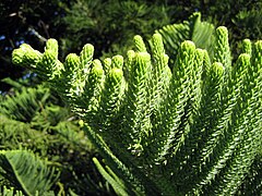 Foliage from a mature tree