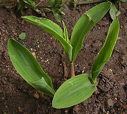 Seedlings three weeks after sowing