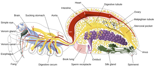 Internal spider anatomy