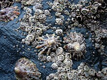 Barnacles and limpets in the intertidal zone near Newquay, Cornwall, England