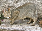 Gray Jungle cat on a rock