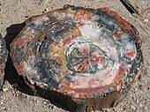 A sliced section of a petrified wood log showing exterior fossilized bark and black, white, red and yellow agate in the interior.