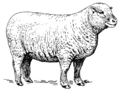 Sheep (PSF).png