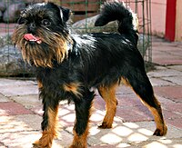 Brussels Griffon