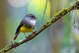 Yellow-bellied Flyrobin 0A2A7419