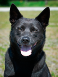 Smoky Blue Kelpie