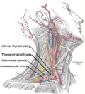 Thumbnail for Inferior thyroid artery