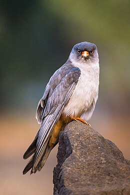 Male amur falcon