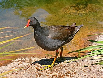 Dusky Moorhen