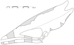 A black and white diagram of a skull with a long, thin jawbone and an elongated cranium