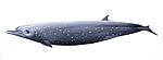 Tropical bottlenose whale illustration