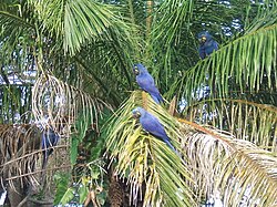 Hyacinth macaws in their natural habitat, the Pantanal, Brazil
