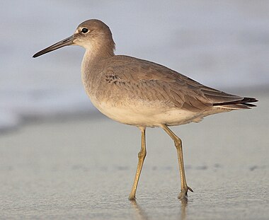 Willet