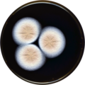 Aspergillus christenseniae growing on MEAOX plate