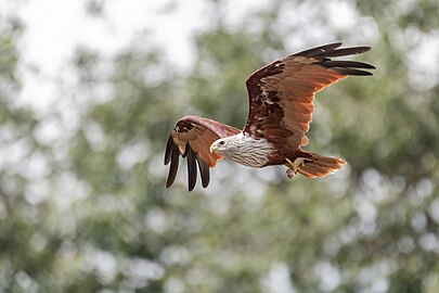 Haliastur indus indus in flight at Kathmandu Valley, Nepal.