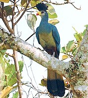 In Uganda