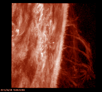 IRIS captured several large solar prominences on the edge of the Sun