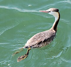 Great crested grebe (Podiceps cristatus) in Winter