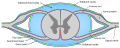 Diagrammatic transverse section of the medulla spinalis and its membranes