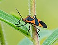 Large milkweed bug