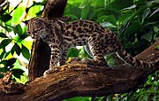 Spotted margay on a branch