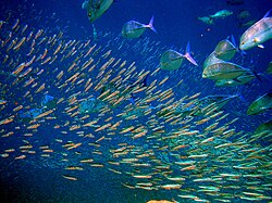 Predator bluefin trevally sizing up schooling anchovies