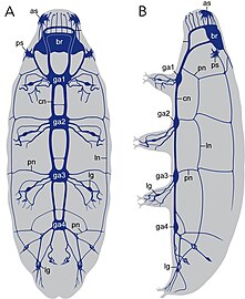 Nervous system of a tardigrade, showing ventral nerve cord with segmented ganglia (ga1-4)