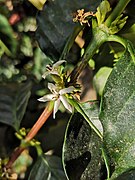 Coffee flowers