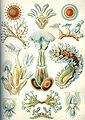 Image 8 Bryozoa Credit: Ernst Haeckel, Kunstformen der Natur (1904) Bryozoa (also known as the Polyzoa, Ectoprocta or commonly as moss animals) are a phylum of simple, aquatic invertebrate animals, nearly all living in sedentary colonies. Typically about 0.5 millimetres (1⁄64 in) long, they have a special feeding structure called a lophophore, a "crown" of tentacles used for filter feeding. Most marine bryozoans live in tropical waters, but a few are found in oceanic trenches and polar waters. The bryozoans are classified as the marine bryozoans (Stenolaemata), freshwater bryozoans (Phylactolaemata), and mostly-marine bryozoans (Gymnolaemata), a few members of which prefer brackish water. 5,869 living species are known. Originally all of the crown group Bryozoa were colonial, but as an adaptation to a mesopsammal (interstitial spaces in marine sand) life or to deep-sea habitats, secondarily solitary forms have since evolved. Solitary species has been described in four genera; (Aethozooides, Aethozoon, Franzenella and Monobryozoon). The latter having a statocyst-like organ with a supposed excretory function. (Full article...) More selected pictures