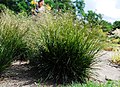 Tufted hair-grass