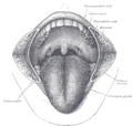 The mouth cavity: The cheeks have been slit transversely and the tongue pulled forward.