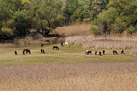 Wild horses in Gefyra