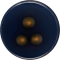 Aspergillus christenseniae growing on CYA plate