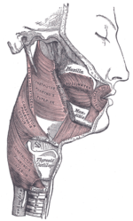 Thumbnail for Pharyngeal muscles