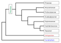 Image 6Phylogeny of the Pinophyta based on cladistic analysis of molecular data. (from Conifer)